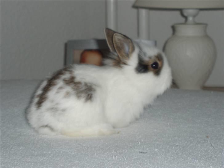 Kanin Simba *solgt* billede 1