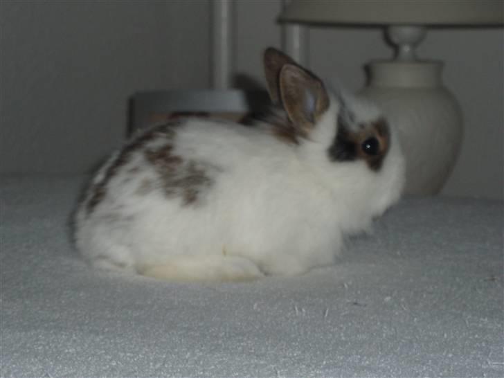 Kanin Simba *solgt* billede 2