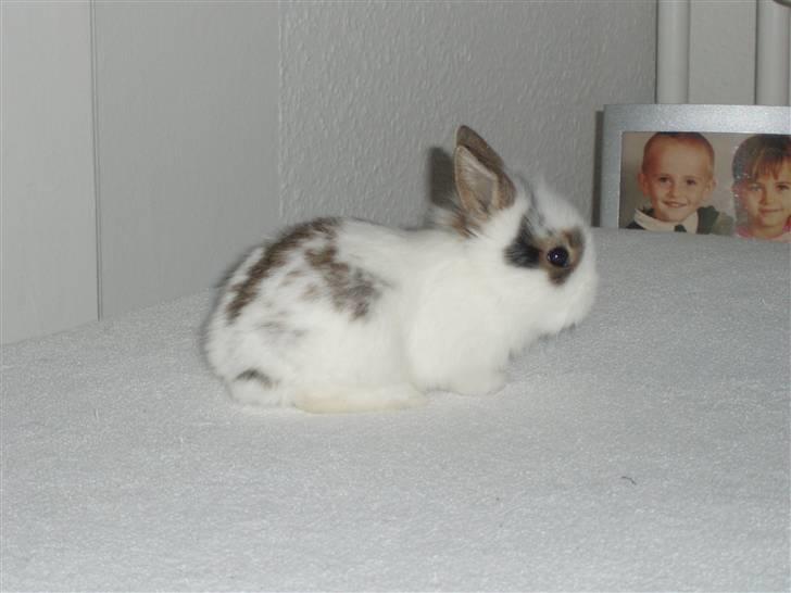 Kanin Simba *solgt* billede 3