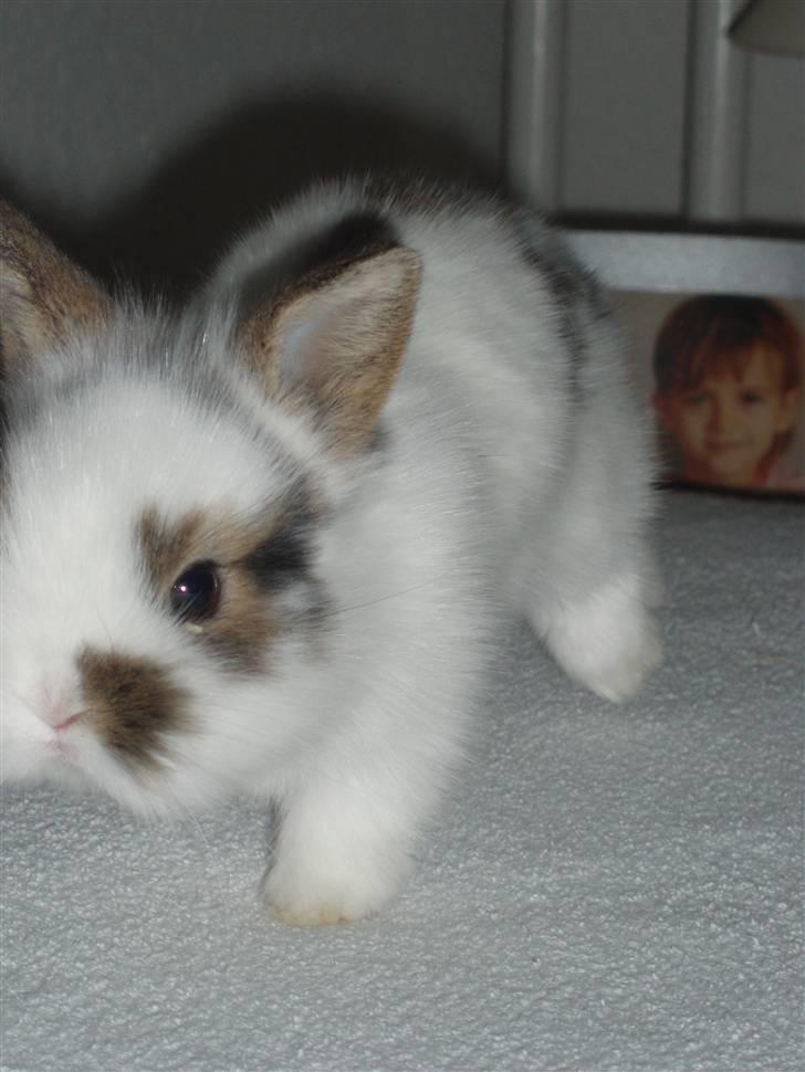 Kanin Simba *solgt* billede 4