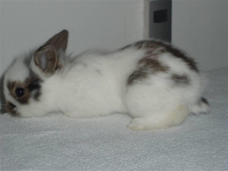 Kanin Simba *solgt* billede 5