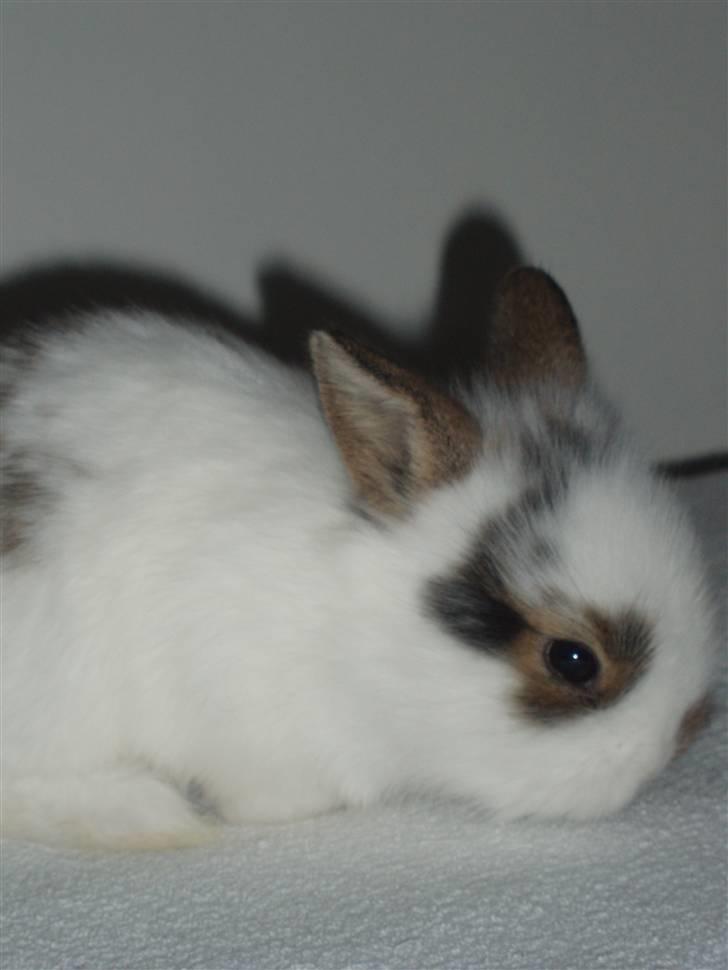 Kanin Simba *solgt* billede 6