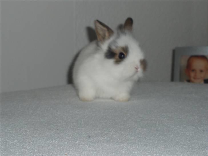 Kanin Simba *solgt* billede 7