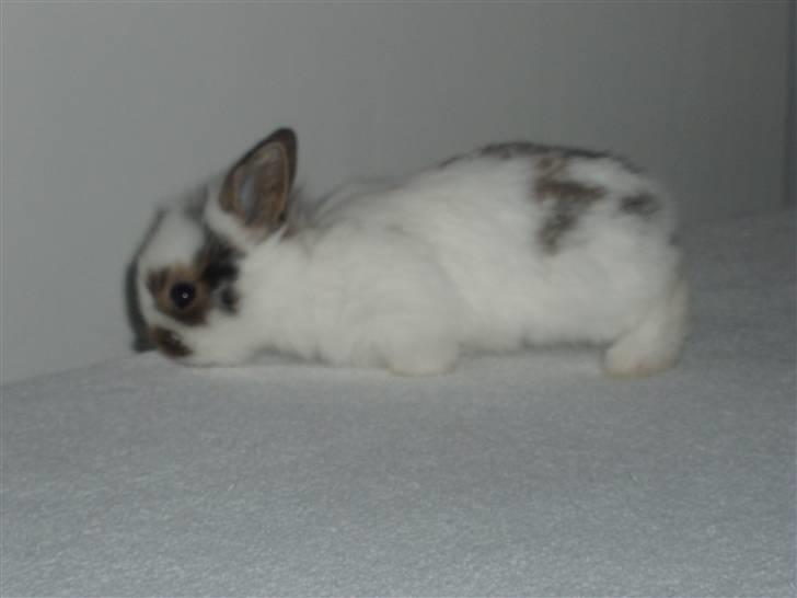 Kanin Simba *solgt* billede 8