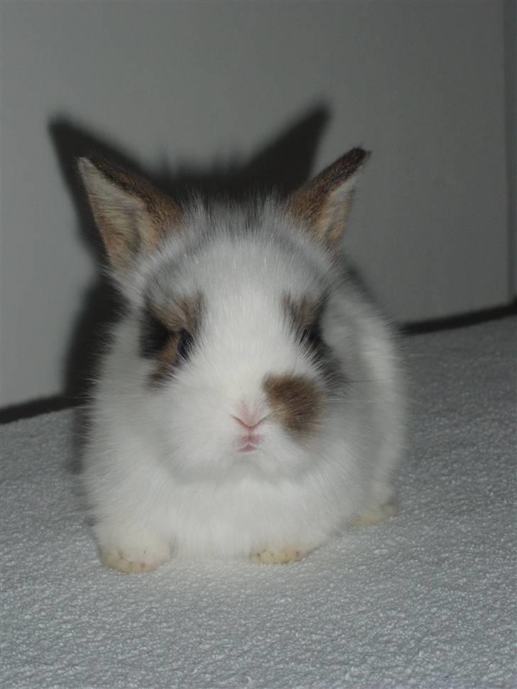 Kanin Simba *solgt* billede 9