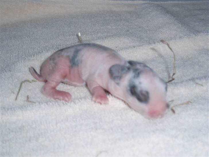 Kanin Simba *solgt* billede 10