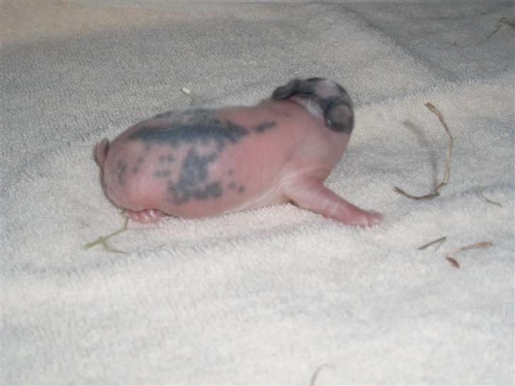 Kanin Simba *solgt* billede 11