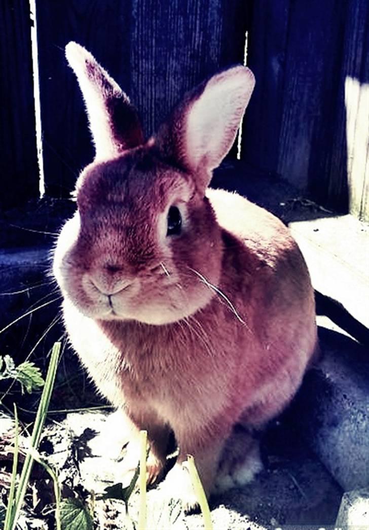 Kanin Max <3 - velkommen til max´es profil..  billede 1