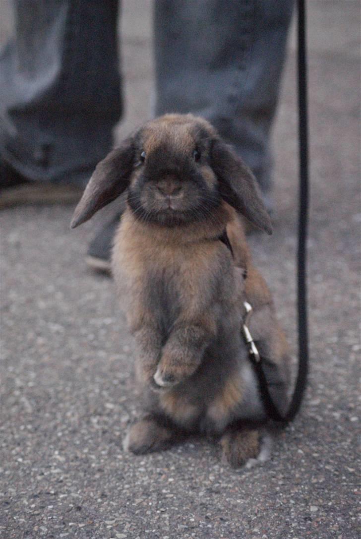 Kanin Stampe ( Gris ) :D billede 1