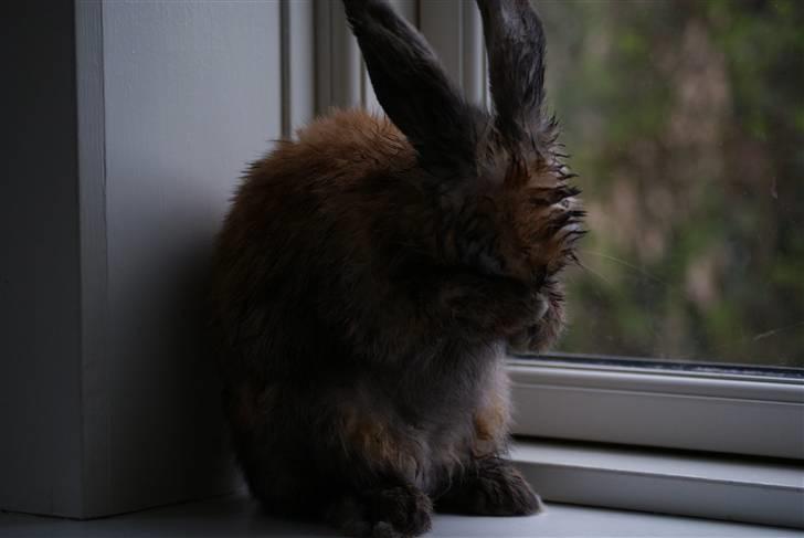 Kanin Stampe ( Gris ) :D - Vaske tid..  billede 2