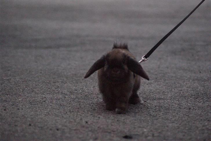 Kanin Stampe ( Gris ) :D billede 3