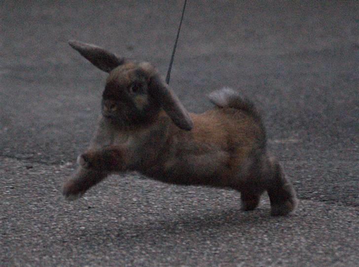 Kanin Stampe ( Gris ) :D billede 4