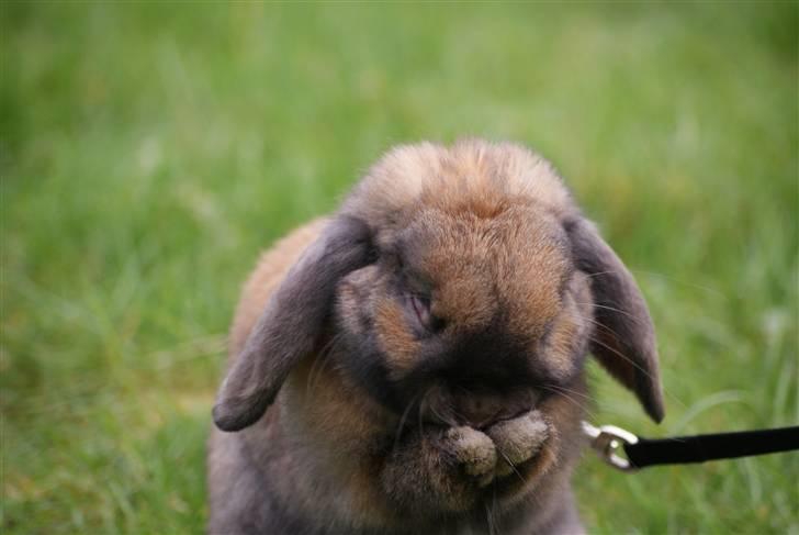 Kanin Stampe ( Gris ) :D billede 5