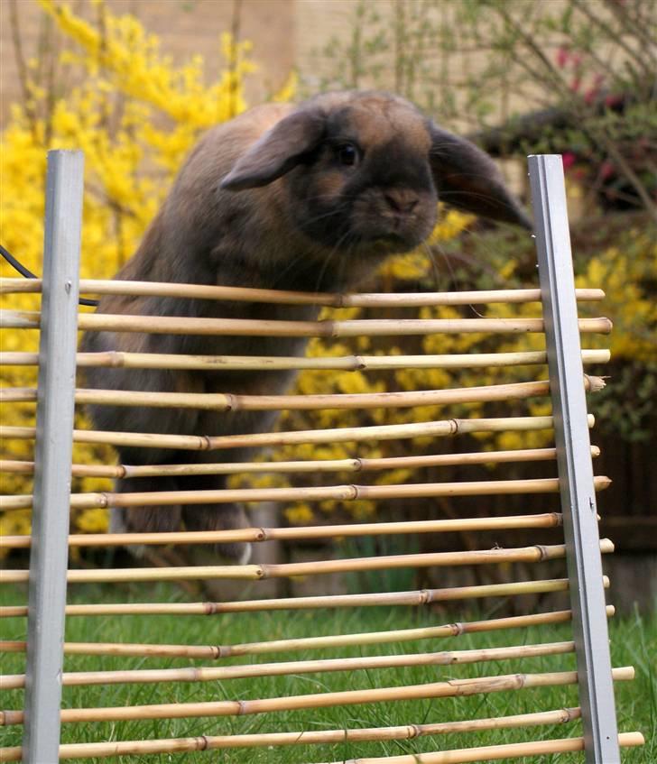 Kanin Stampe ( Gris ) :D billede 6