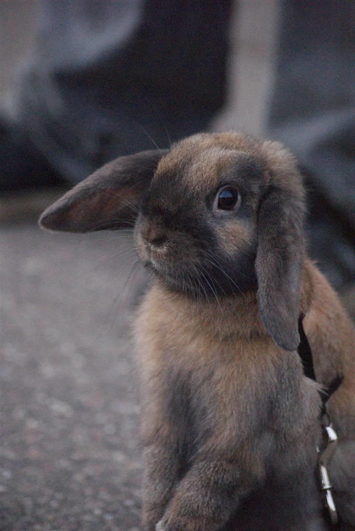 Kanin Stampe ( Gris ) :D billede 7