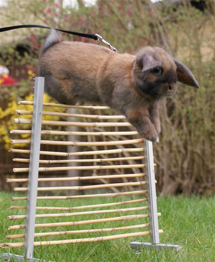 Kanin Stampe ( Gris ) :D - hop  billede 8