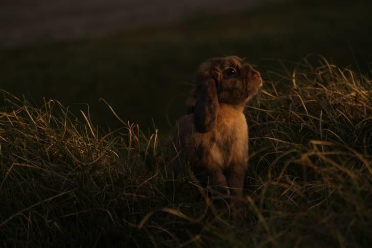 Kanin Stampe ( Gris ) :D billede 9