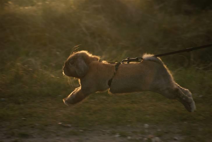 Kanin Stampe ( Gris ) :D - Fuld spring på heden.. billede 10