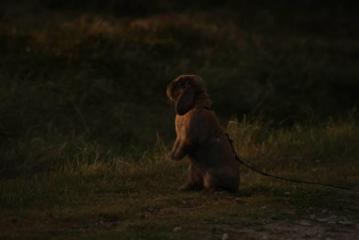 Kanin Stampe ( Gris ) :D billede 11