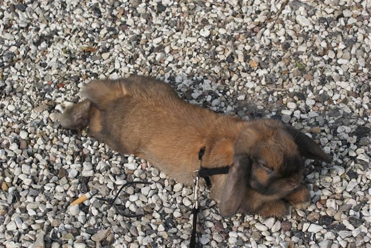 Kanin Stampe ( Gris ) :D - Tar lige en slapper.. billede 12