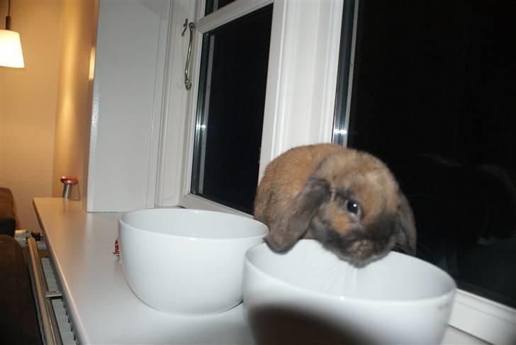 Kanin Stampe ( Gris ) :D - iiih hvorfor stille tomme skåle op, det jo dumt.. billede 13