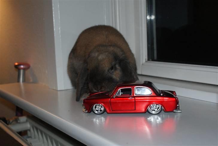 Kanin Stampe ( Gris ) :D - Iiih der findes ikke noget bedere end at ødelægge modelbiler.. billede 14