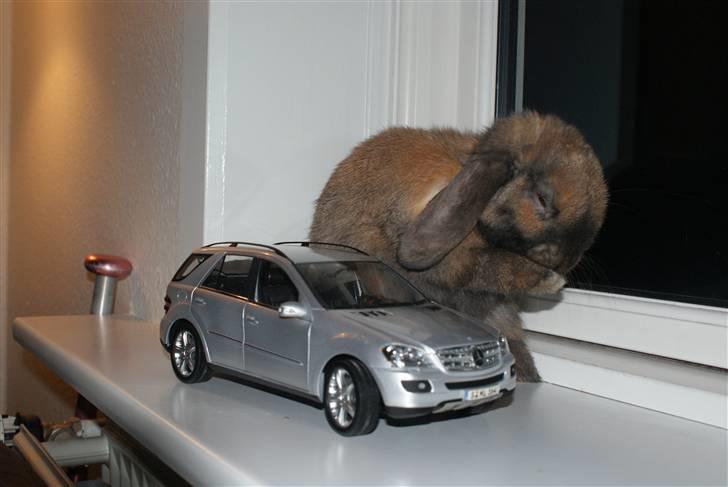 Kanin Stampe ( Gris ) :D billede 15