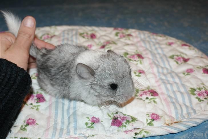 Chinchilla Silis' Spotted White billede 1