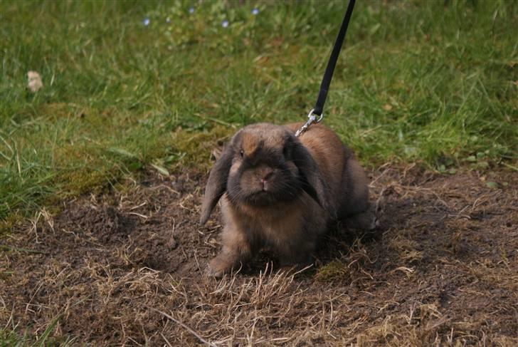 Kanin Stampe ( Gris ) :D - så ska der graves.. billede 16