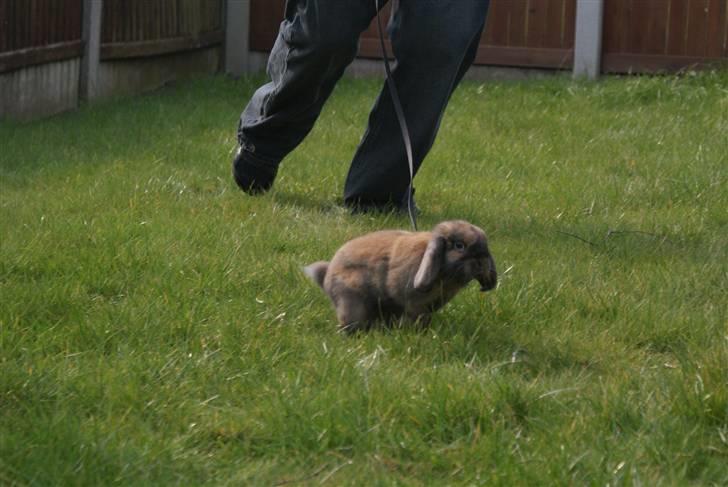 Kanin Stampe ( Gris ) :D - Så løber vi.. billede 17