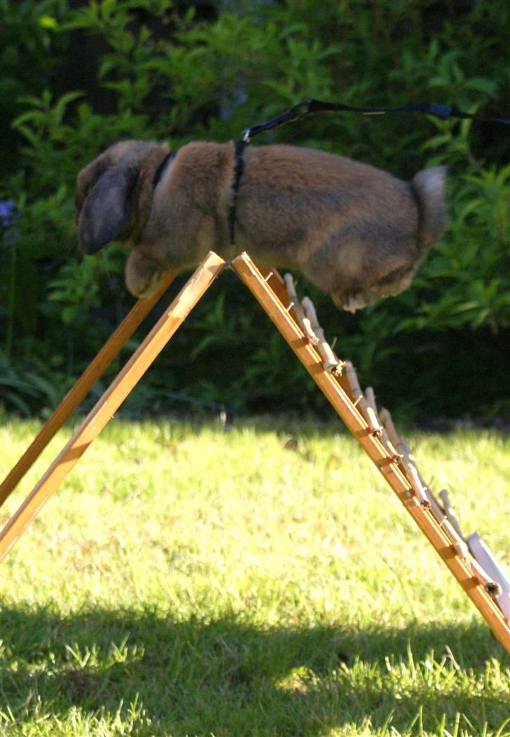 Kanin Stampe ( Gris ) :D billede 18