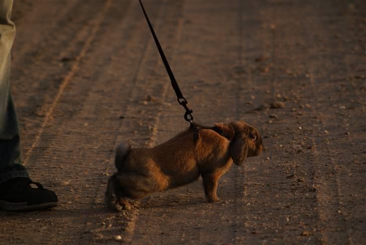 Kanin Stampe ( Gris ) :D - Grrrarrr.. Hvad skal man med en pitbull.. hehe.. billede 19