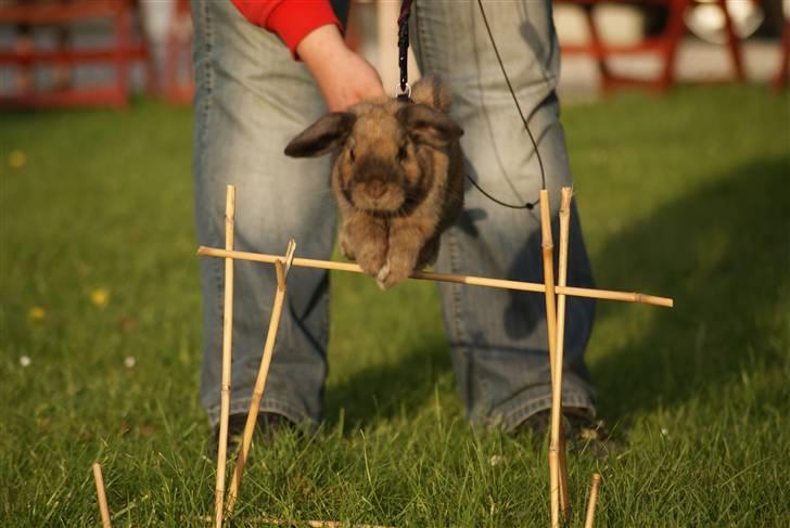 Kanin Stampe ( Gris ) :D billede 20