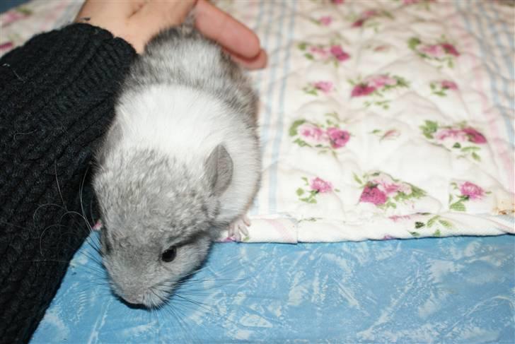 Chinchilla Silis' Spotted White billede 2