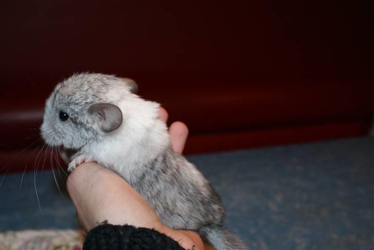 Chinchilla Silis' Spotted White billede 3