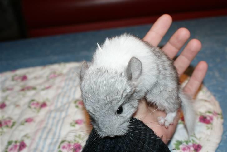 Chinchilla Silis' Spotted White billede 4