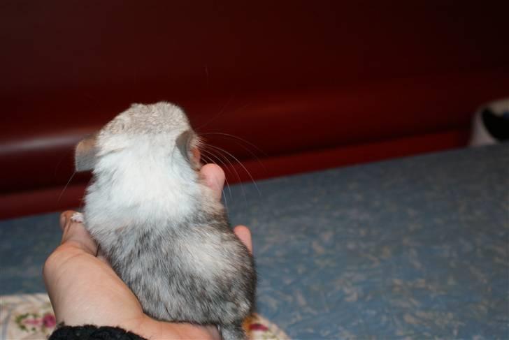 Chinchilla Silis' Spotted White billede 6