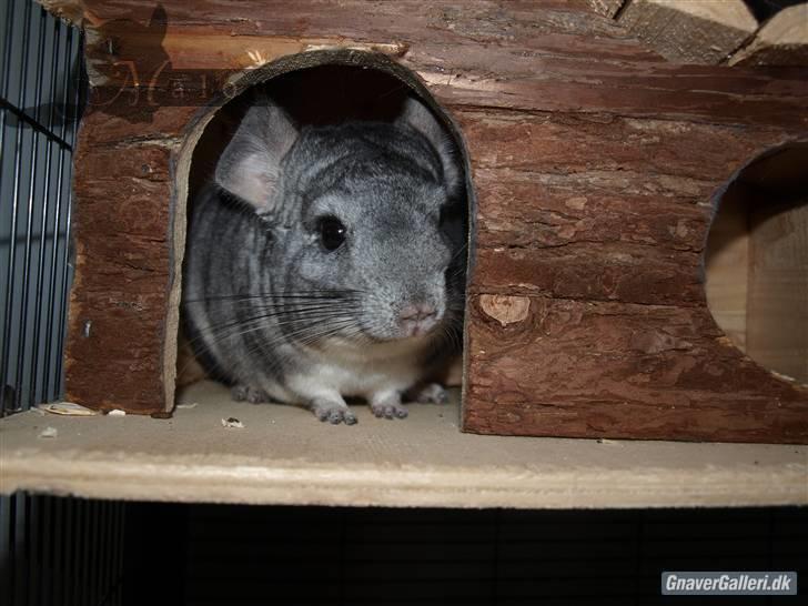 Chinchilla Malou!<3 - Fordi du&jeg er alt!<3 Foto/= Mig billede 12