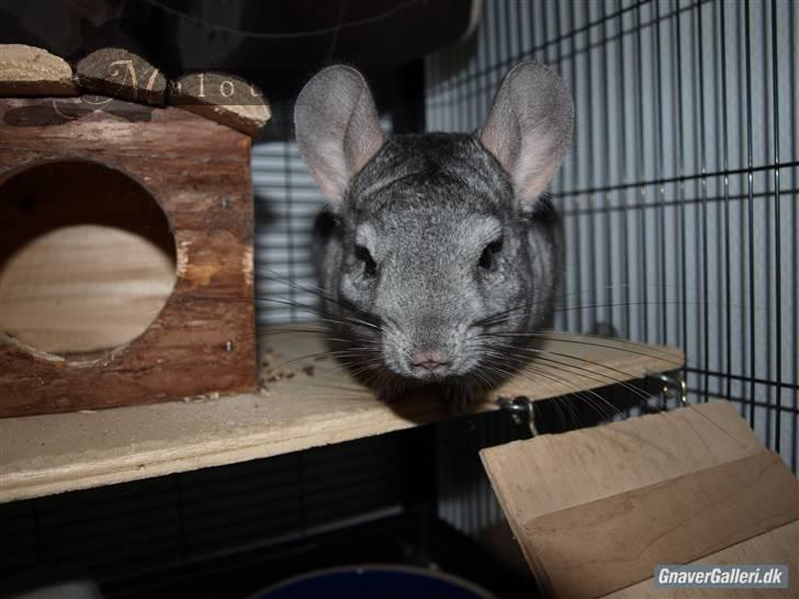 Chinchilla Malou!<3 - Så dejlig!<3 Foto/=Mig billede 13