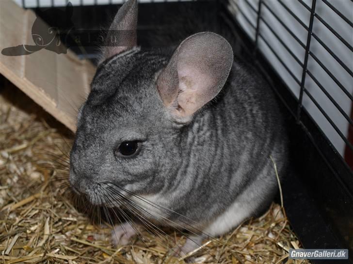 Chinchilla Malou!<3 - Mums ö Foto/= Mig billede 14