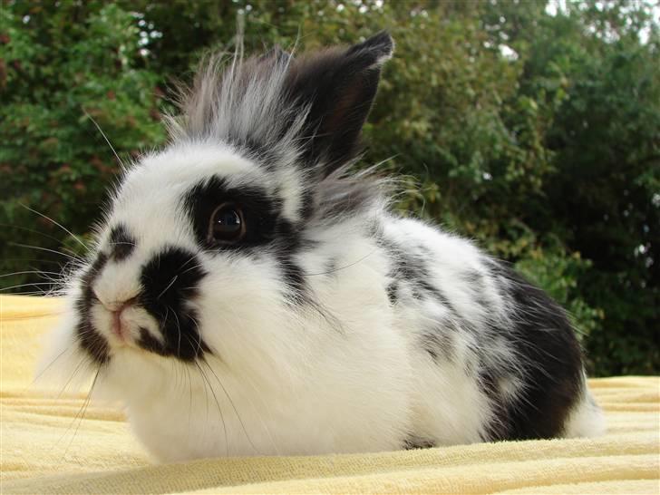 Kanin Sørine billede 1