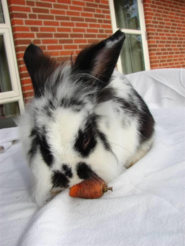 Kanin Sørine billede 2