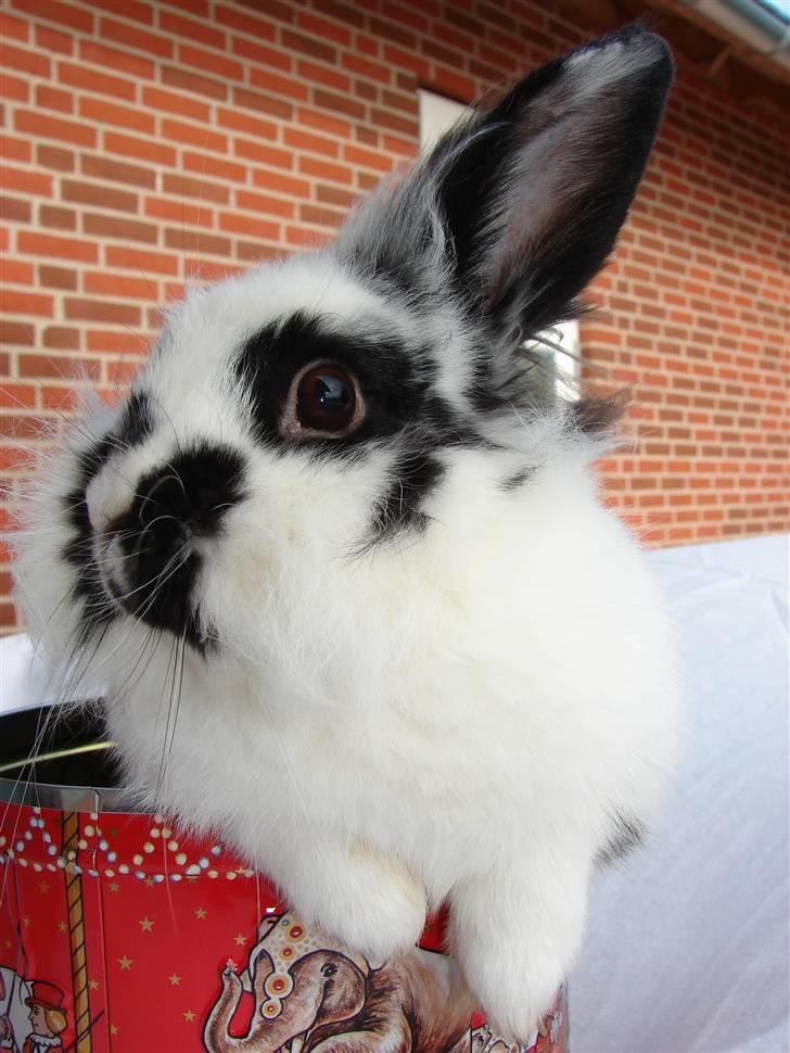 Kanin Sørine billede 3