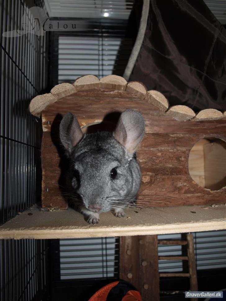 Chinchilla Malou!<3 - I Love You!<3 Foto/= Mig billede 15