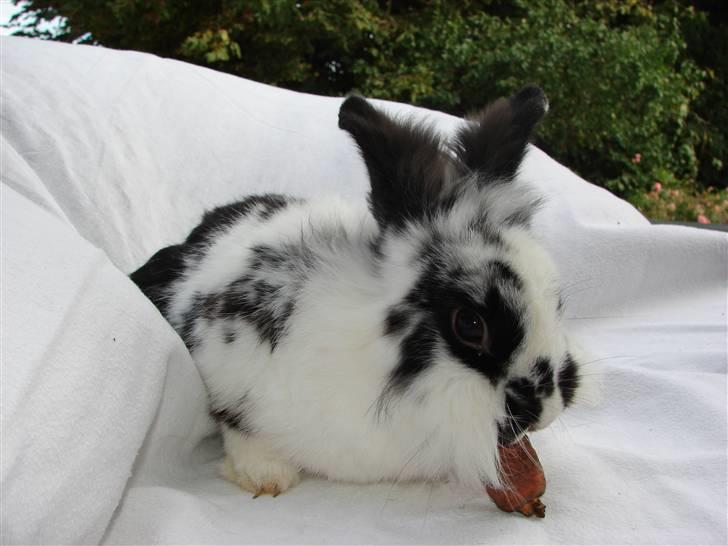 Kanin Sørine billede 4