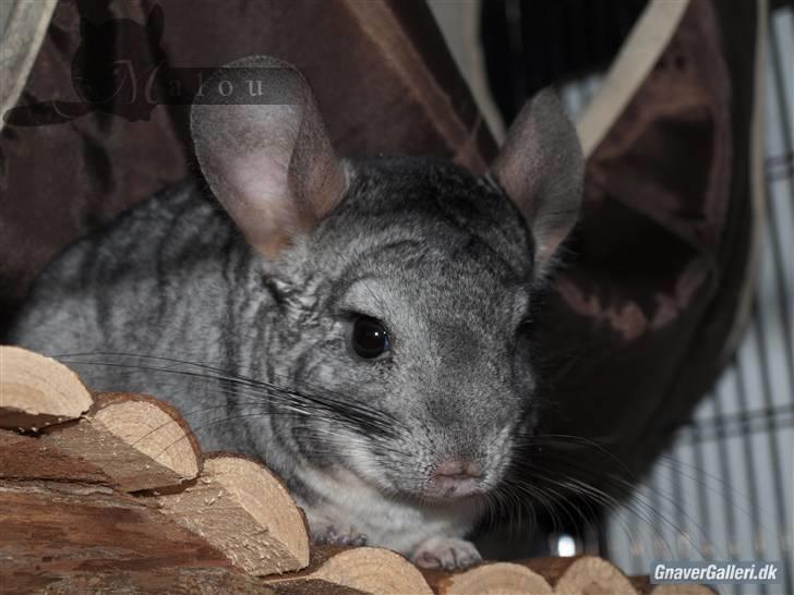 Chinchilla Malou!<3 - Engang smuk, altid smuk :* Foto/= Mig billede 16