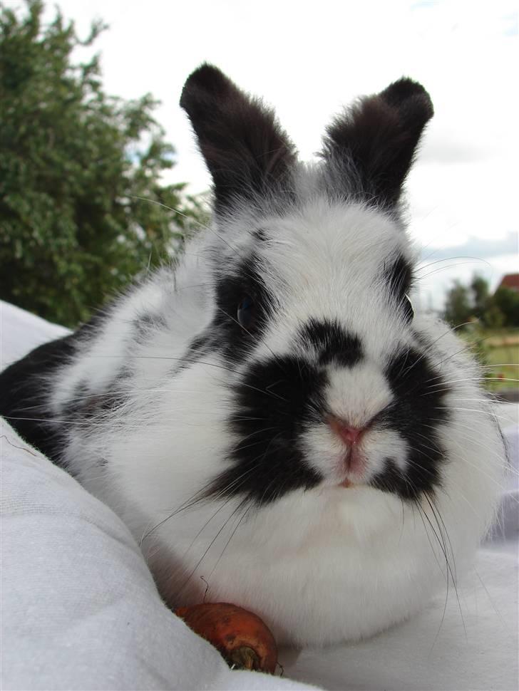Kanin Sørine billede 5