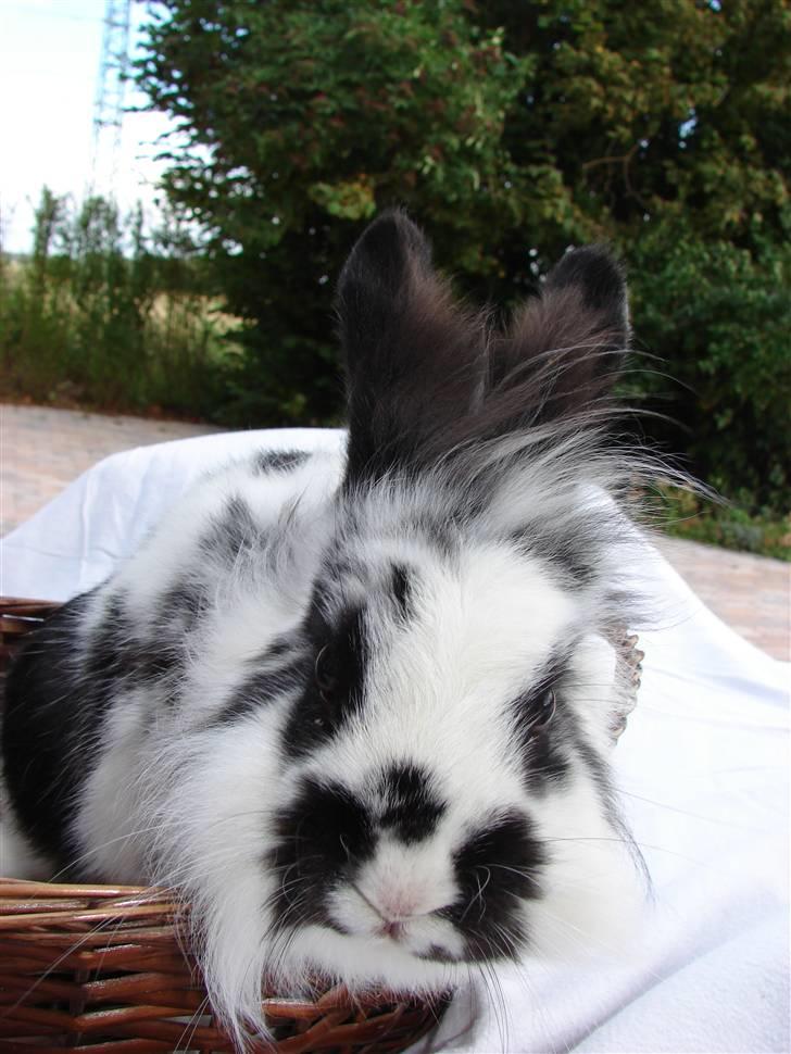 Kanin Sørine billede 6
