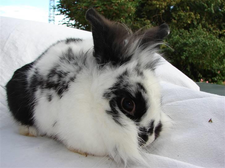 Kanin Sørine billede 7