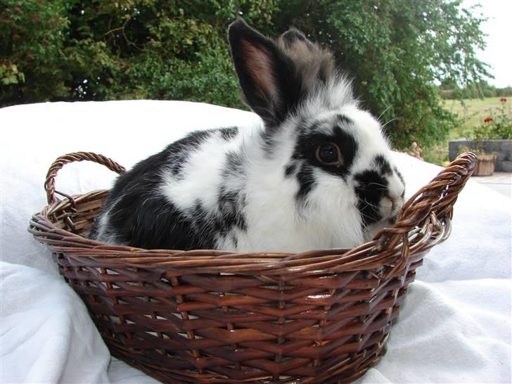 Kanin Sørine billede 8